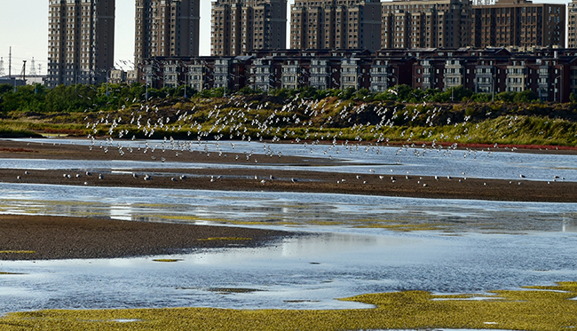 兴城海河湿地群鸟翱翔