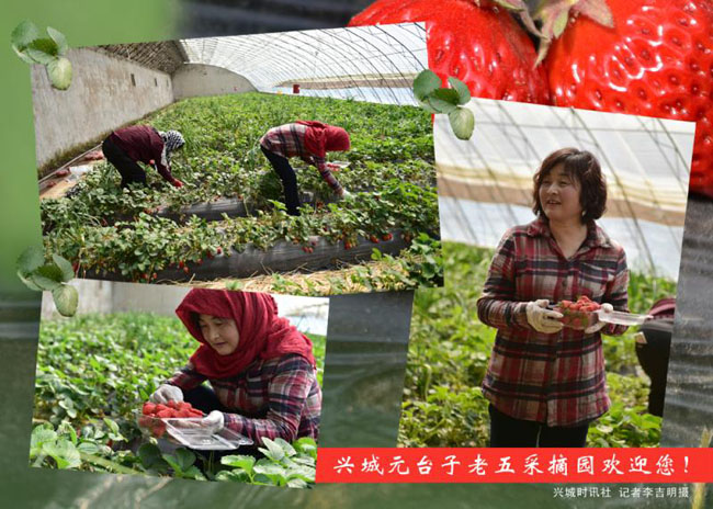 兴城乡村游：“草莓采摘之乡”元台子