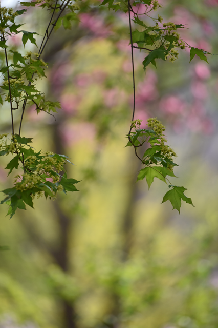 古城春花烂漫_20200502123250.png